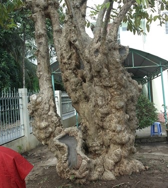 Công nhận 10 cây, cụm cây di tích lịch sử, văn hóa - 3