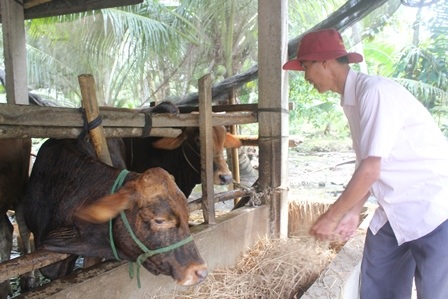 Phụ phẩm từ ruộng lúa ông Chane chăn nuôi bò để kiểm thêm thu nhập