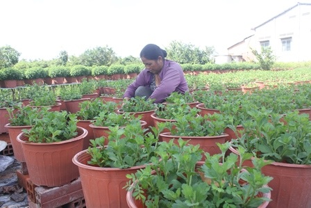 Thời tiết bất lợi nên người trồng hoa gặp nhiều khó khăn