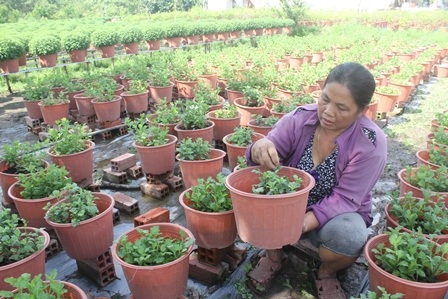 Bà Lùn lựa những chậu cúc Hà Lan hư hỏng để lấy chậu chuyển qua trồng hoa vạn thọ
