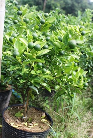 Do ảnh hưởng nước mặn nên tắc ra quả không đều, khó có sản phẩm đẹp trong dịp tết