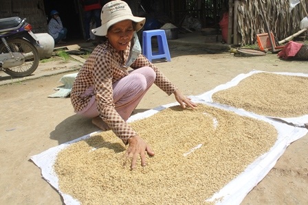 Cốm dẹp Nhị Trường của đồng bào Khmer tất bật vào vụ - 1