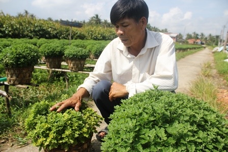 Ông Diếm so sách 2 giỏ cúc mâm xôi của mình và của hàng xóm không sử dụng 2 loại thuốc trên