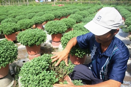 Ông Hải bên 2.000 chậu cúc mâm xôi bị cháy lá, thối rễ