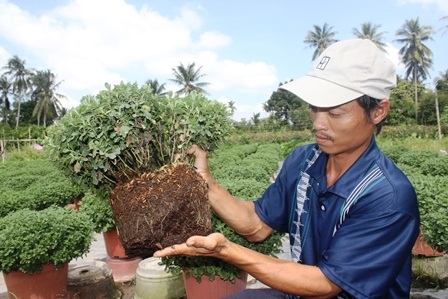 Mất mùa hoa Tết vì thuốc bảo vệ thực vật - 7