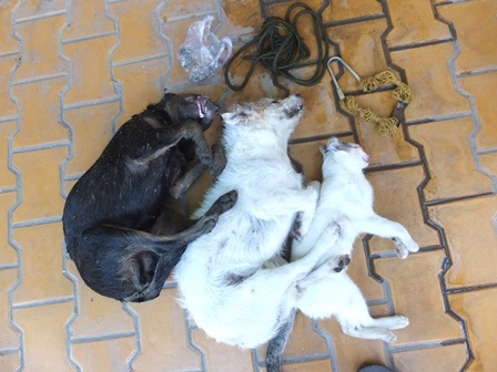 Tang vật cơ quan công an thu giữ