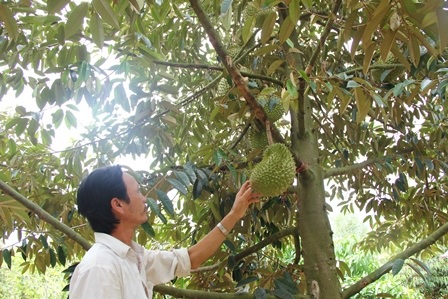 Nông dân vùng Chợ Lách (Bến Tre) chuẩn bị thu hoạch sầu riêng vụ nghịch