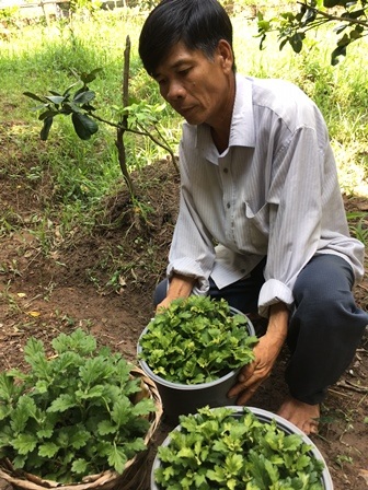 Xác định được thủ phạm gây ra hiện tượng vàng lá, héo đọt trên cây cúc - 3