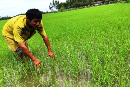 Nông dân mạnh dạn sản xuất lúa hữu cơ để cung ứng sản phẩm sạch ra thị trường