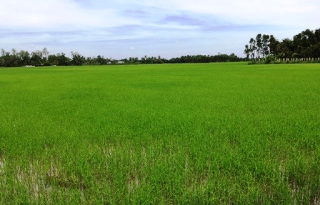 Cánh đồng lúa hữu cơ của HTX Tân Tiến ký hợp đồng tiêu thụ với doanh nghiệp