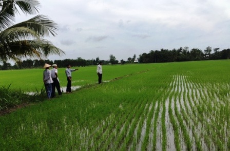 Cán bộ kỹ thuật thường xuyên thăm đồng, hướng dẫn nông dân sản xuất lúa hữu cơ