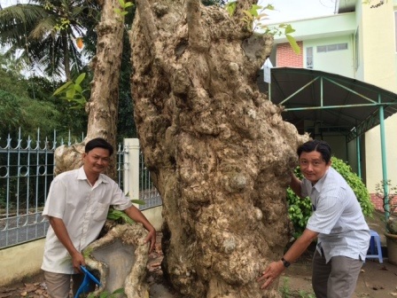 Vá» VÄ©nh Long ngáº¯m cÃ¢y báº±ng lÄng cá» thá»¥ âÄá»c nháº¥tâ trÃªn 250 tuá»i - 6