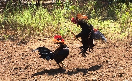 Cho phép tổ chức đá gà truyền thống trong dịp lễ, Tết nhằm thu hút khách du lịch - 1