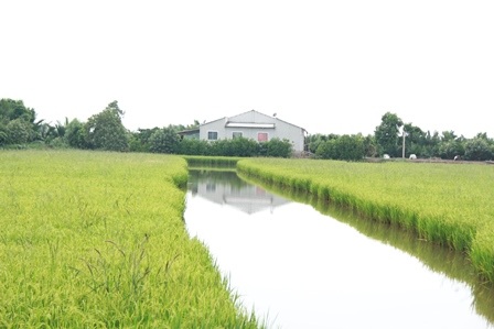 Cấp nhãn hiệu lúa sạch cho vùng nhiễm mặn - 1