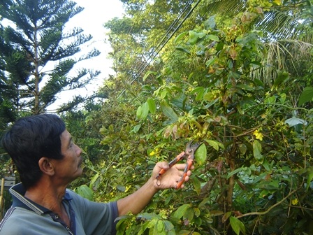 
Nhà vườn phải cắt bỏ mai trổ sớm
