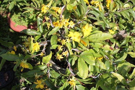 
Mai vàng trổ sớm làm nhà vườn mất Tết
