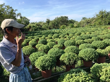 
Ông Đức bên ruộng cúc mâm xôi thiệt hại gần phần nửa
