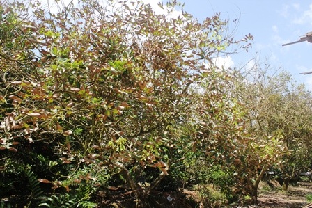 Sau đợt hạn, mặn làm nhiều vườn cây ăn trái bị mất mùa