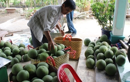 Thương lái thu mua bưởi da xanh để cung ứng ra thị trường