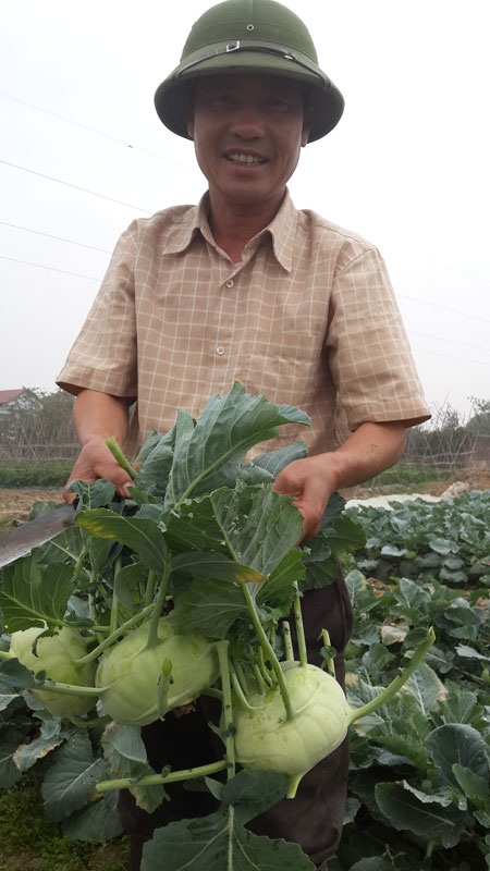 3 củ su hào to hơn quả bưởi này có giá chưa đến... 1000 đồng