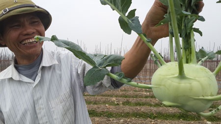 Nụ cười của ông Sang bên củ su hào to nhưng chỉ đem về làm thức ăn cho gia súc vì giá quá rẻ