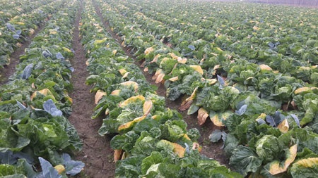 Nụ cười của ông Sang bên củ su hào to nhưng chỉ đem về làm thức ăn cho gia súc vì giá quá rẻ