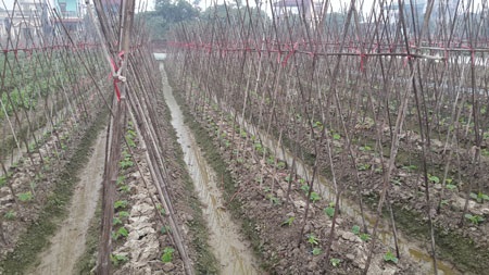 Nụ cười của ông Sang bên củ su hào to nhưng chỉ đem về làm thức ăn cho gia súc vì giá quá rẻ