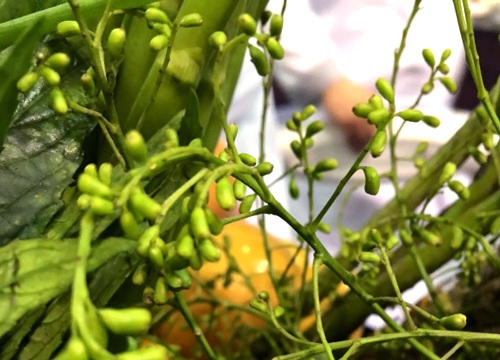 Chiếc Thìa Vàng: Hành trình hoa cỏ trở thành rau - 5 Hoa hòe phơi khô rồi sao lên để hãm trà uống, dùng hoa hòe tươi ướp cá có tác dụng như một loại trà khử mùi tanh
