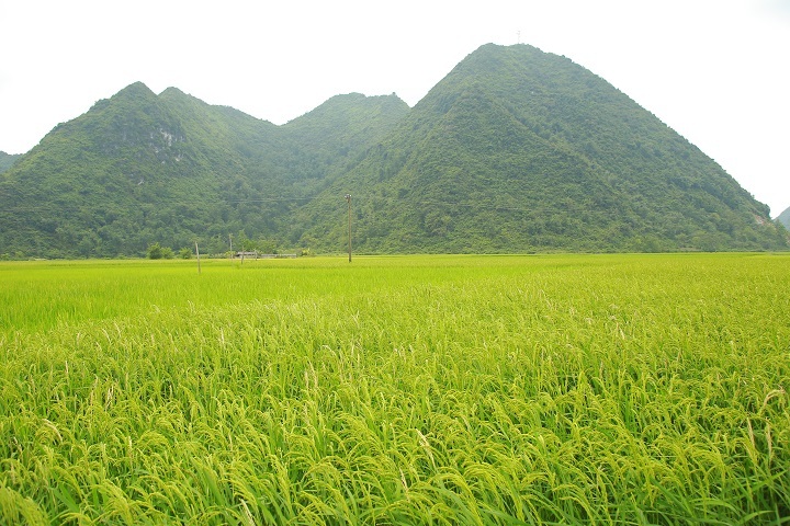 Thung lũng Bắc Sơn được bao quanh bởi các dãy núi đá, với một dòng sông xanh biếc uốn lượn xen giữa, len lỏi, cắt ngang cả cánh đồng lúa.