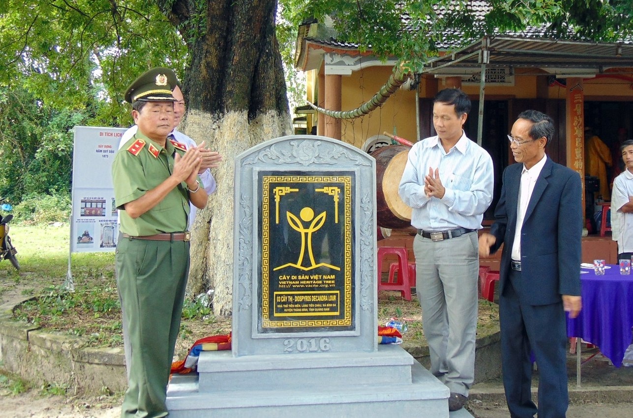 Gắn biển công nhận 3 cây thị ở nhà thờ Tiền hiền là Cây di sản Việt Nam