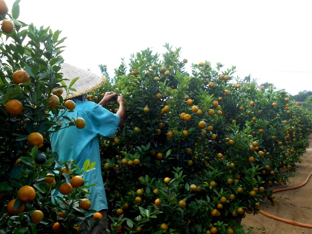 Tuy nhiên hiện nay thương lái thu mua khá chậm
