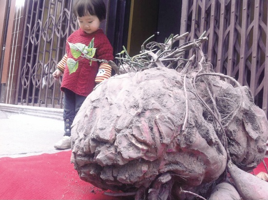 Củ khoai lang nặng hơn 50 kg - 1 Củ khoai lang nặng hơn 50 kg