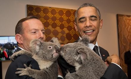 Thủ tướng Úc Tony Abbott và Tổng thống Mỹ Barack bế hai con gấu túi để chúng âu yếm nhau
