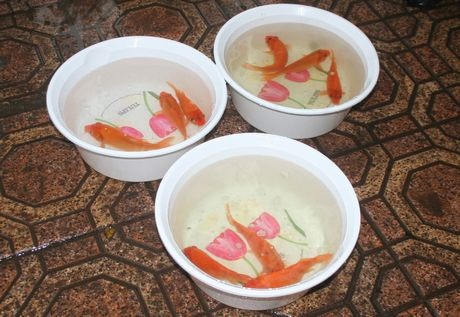 Những thau cá chép được Đại sứ quán Mỹ chuẩn bị cho nghi lễ thả cá sáng nay. (Ảnh: