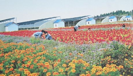 Một góc của Viện nghiên cứu hoa tại Bình Nhưỡng.