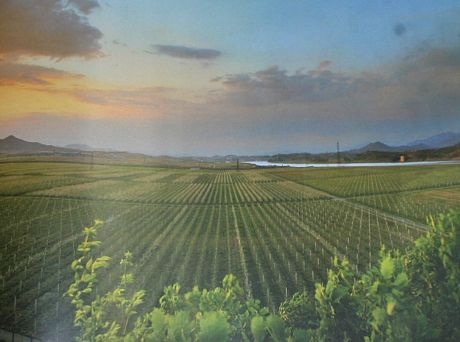 Trang trại trái cây Taedonggang.