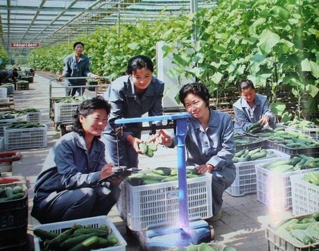 Các nhân viên của Viện khoa học rau quả Bình Nhưỡng đang thu hoạch dưa chuột.