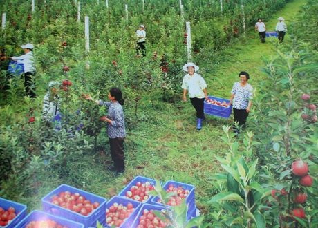 Các nông dân thu hoạch táo tại trang trại Taedonggang ở ngoại ô Bình Nhưỡng.