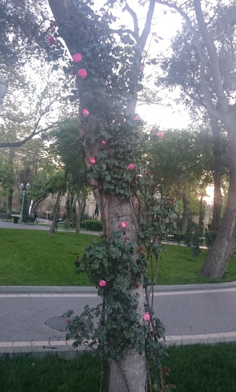 Baku - thành phố tuyệt đẹp bên bờ Caspi - 26 Baku - thủ đô tuyệt đẹp bên bờ Caspi