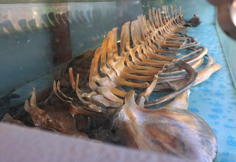 Theo quan niệm của ngư dân vùng biển, cá voi là thần hộ mệnh trong những chuyến ra khơi đầy sóng gió.