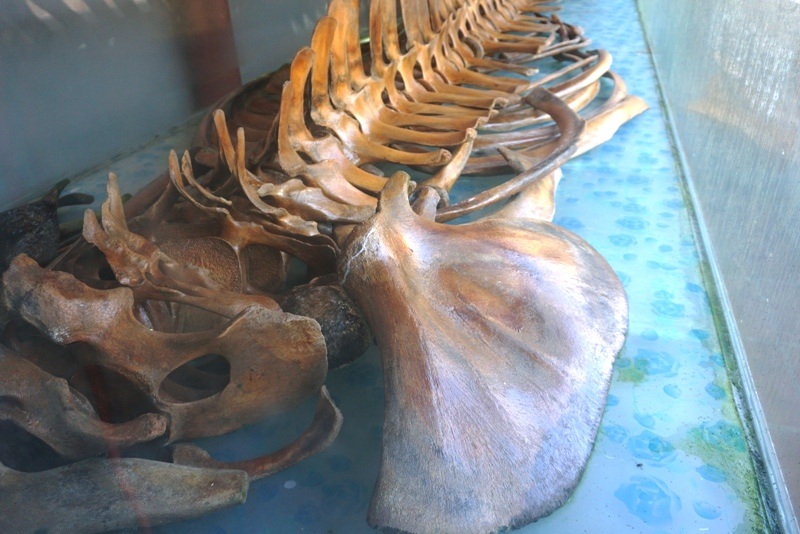 Bộ xương được sắp xếp và bảo quản cận thận và đươc thờ trong ngôi đền khang trang