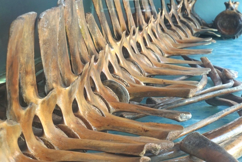 Bộ xương cá voi còn khá nguyên vẹn