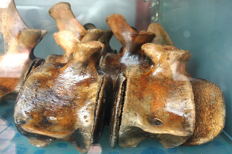 Dân góp tiền xây dựng đền thờ bộ xương cá voi “khổng lồ” - 5