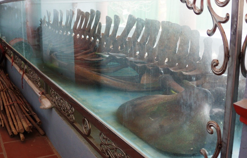 Hiện bộ xương đã được bảo quản trong tủ kính