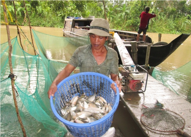 Đến chợ mua cá... rẻ như rau - 2 Đến mùa nước nổi gần như 100% người dân tận dụng mặt nước ruộng để căng lưới nuôi cá