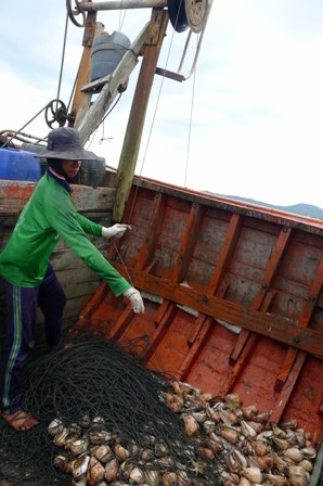 Câu bạch tuộc trên đảo ngọc Phú Quốc - 3 Anh Lập bán bạch tuộc được 1 triệu đồng thì chia cho 2 công nhân mỗi người 200.000 đồng