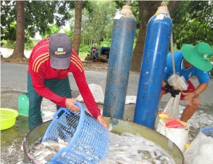 Đến chợ mua cá... rẻ như rau - 6 Sau đó xúc cá cho vào túi nilon có bơm ô xy