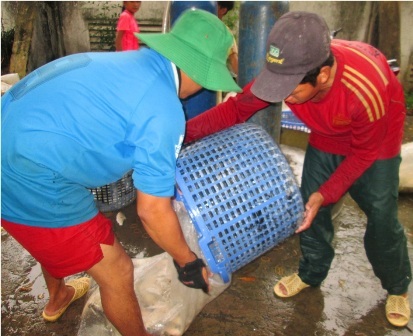 Đến chợ mua cá... rẻ như rau - 7 Mỗi túi nilon to thế này nhưng chỉ chứa 3 -5kg cá