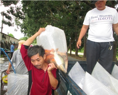 Đến chợ mua cá... rẻ như rau - 10 Dù con cá chép to như thế này nhưng chỉ được thương lái mua từ 8.000 - 10.000 đồng/kg