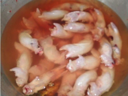 Sống khỏe từ nghề “săn” chuột đồng mùa lũ - 11 Chuột lột xong cho vào các xô nước như thế này